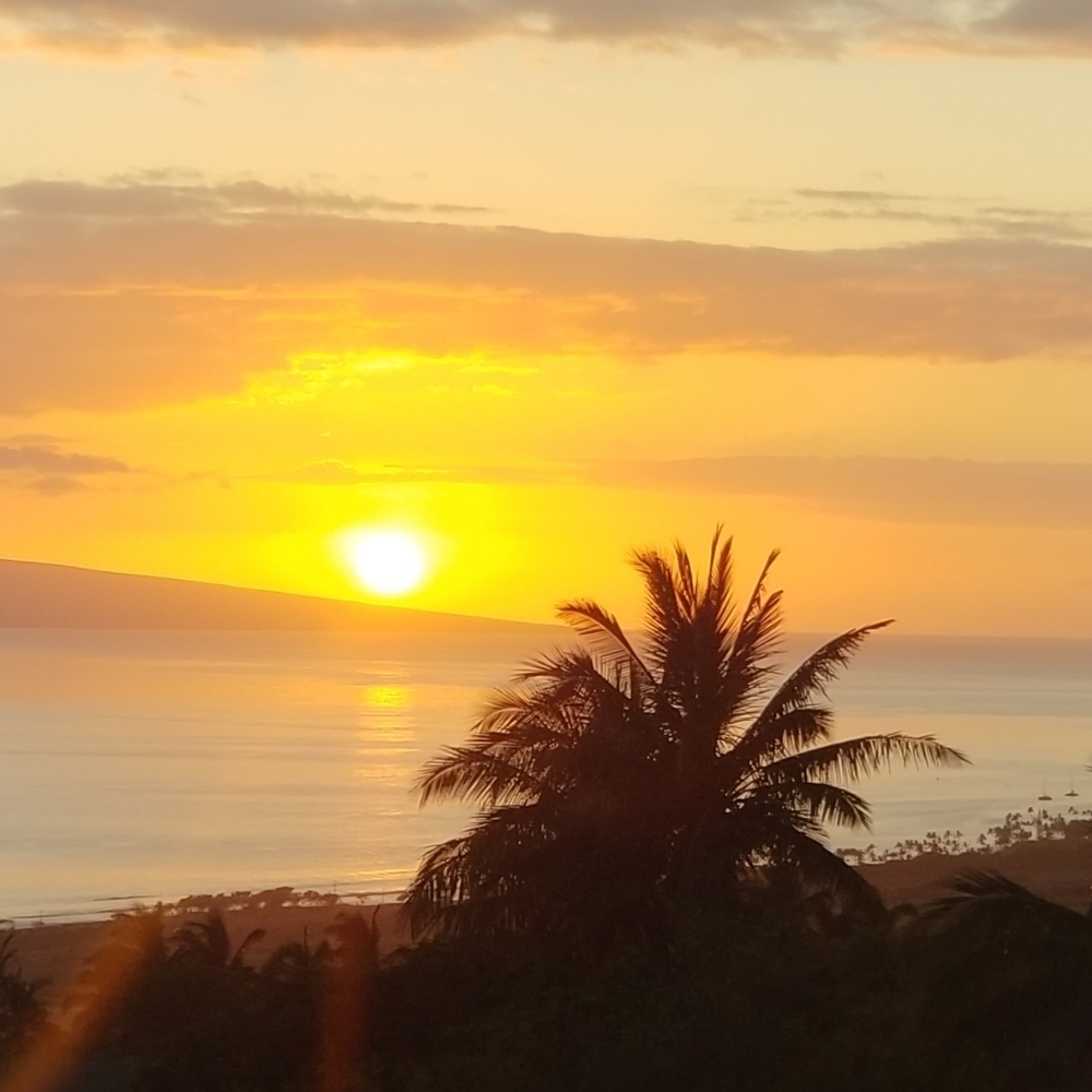 Maui Ally